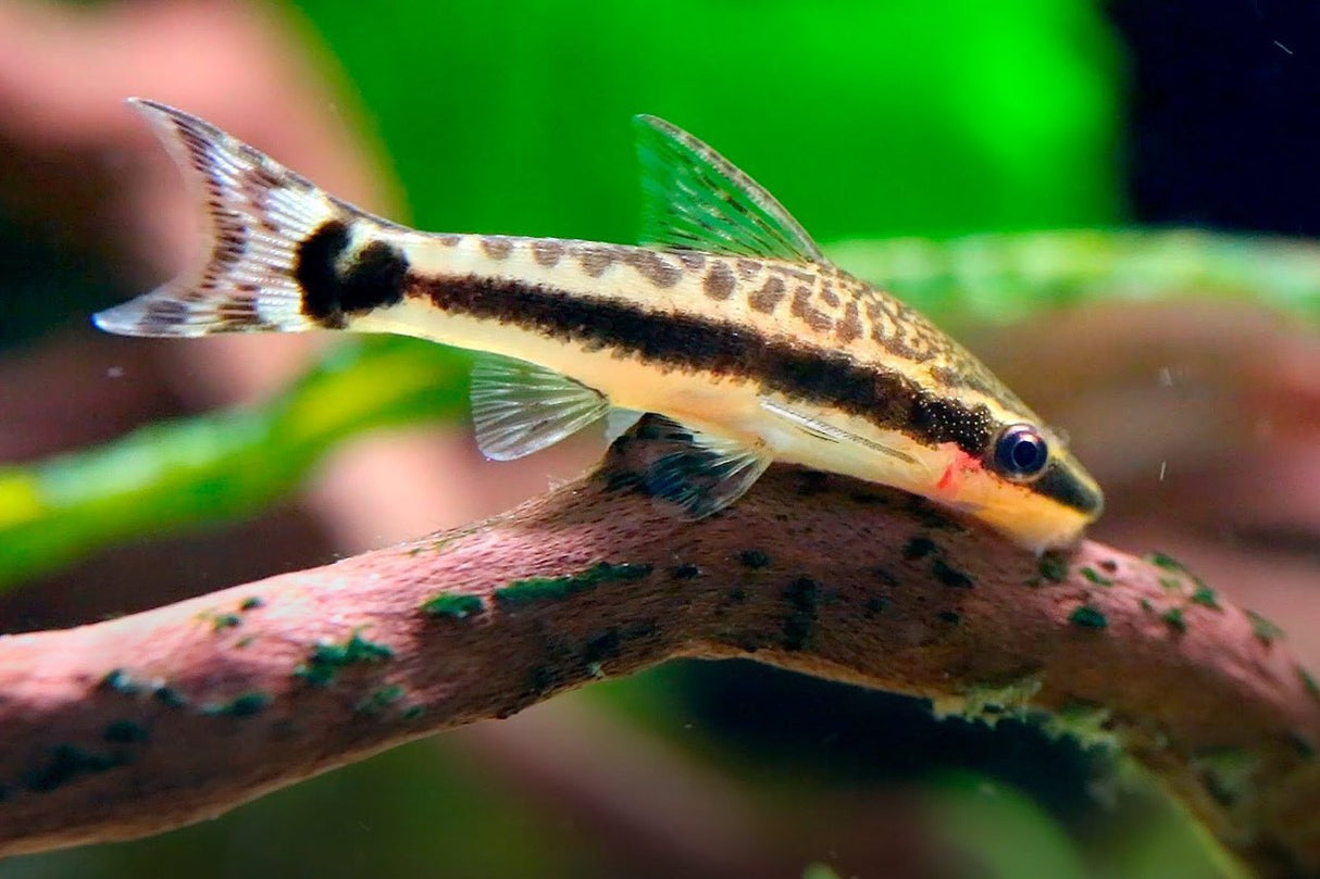 Otocinclus Catfish - 3.5cm (Live Fish)