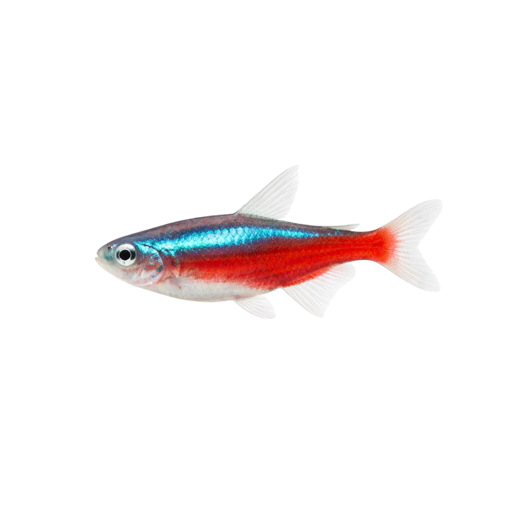 Neon Tetra - 3cm (Paracheirodon innesi) (Live Fish)