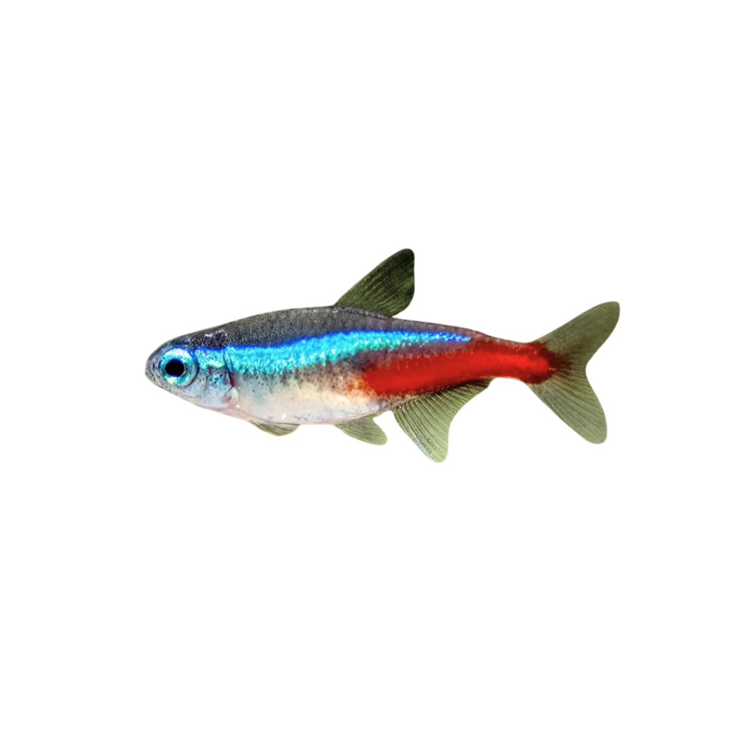 Neon Tetra - 3cm (Paracheirodon innesi) (Live Fish)