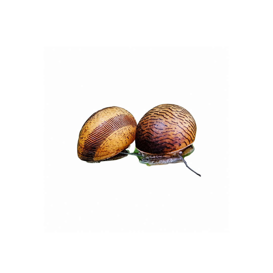 Nerite Snail - 1cm (Neritina spp.) (Live Snail)