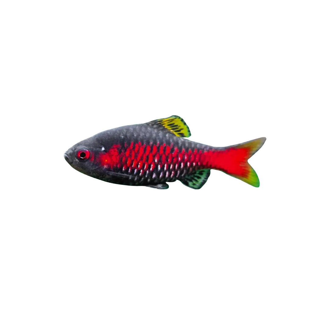 Odessa Barb - 7cm (Pethia padamya) (Live Fish)