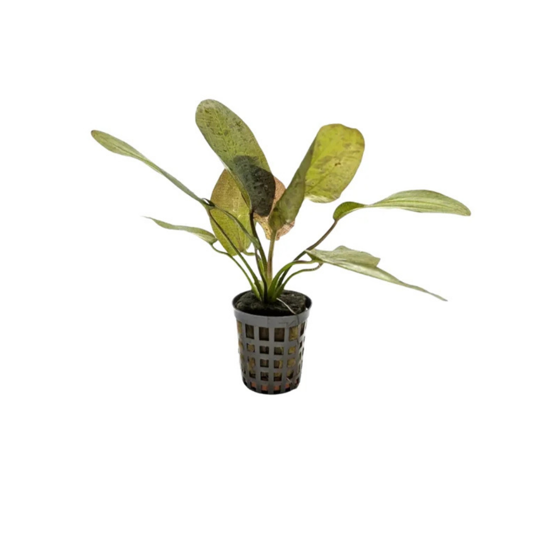 Amazon Sword 'Red Ozelot' (Echinodorus 'Red Ozelot') (Live Plant)