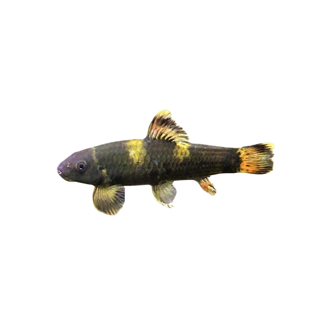 Panda Garra - 3cm (Garra flavatra) (Live Fish)