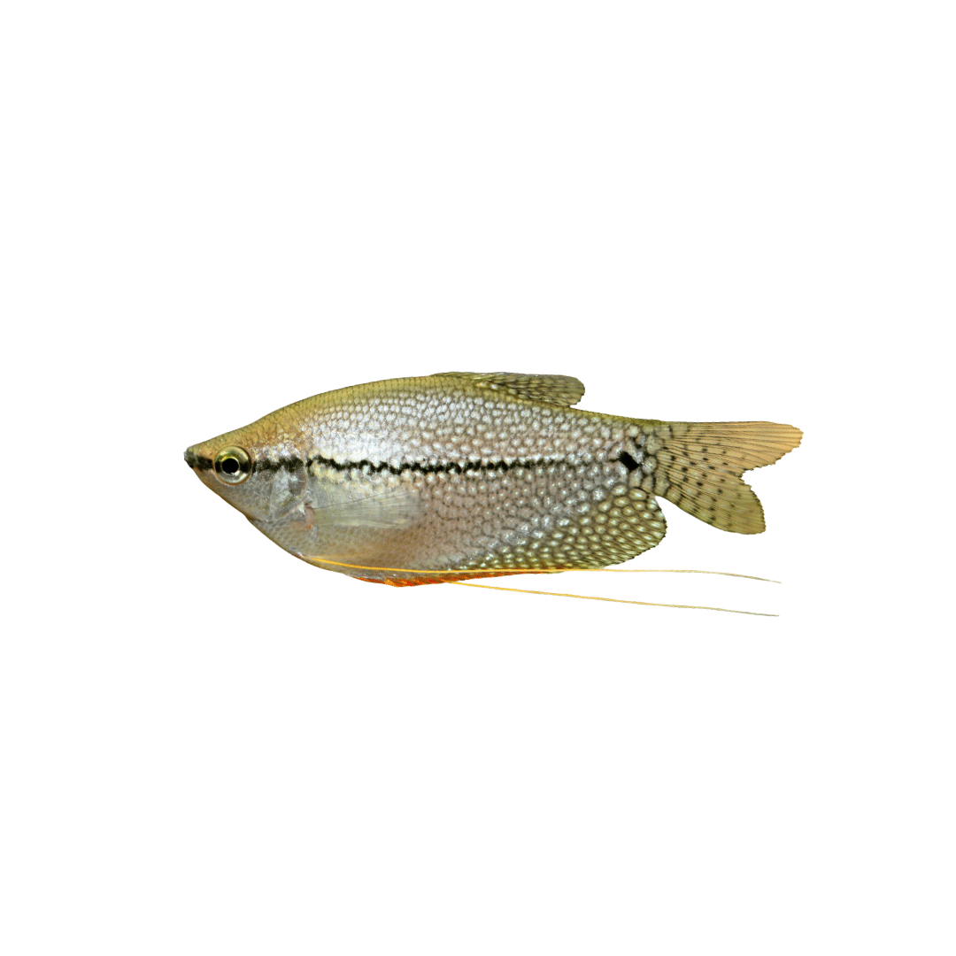 Pearl Gourami - 7cm (Trichopodus leerii) (Live Fish)