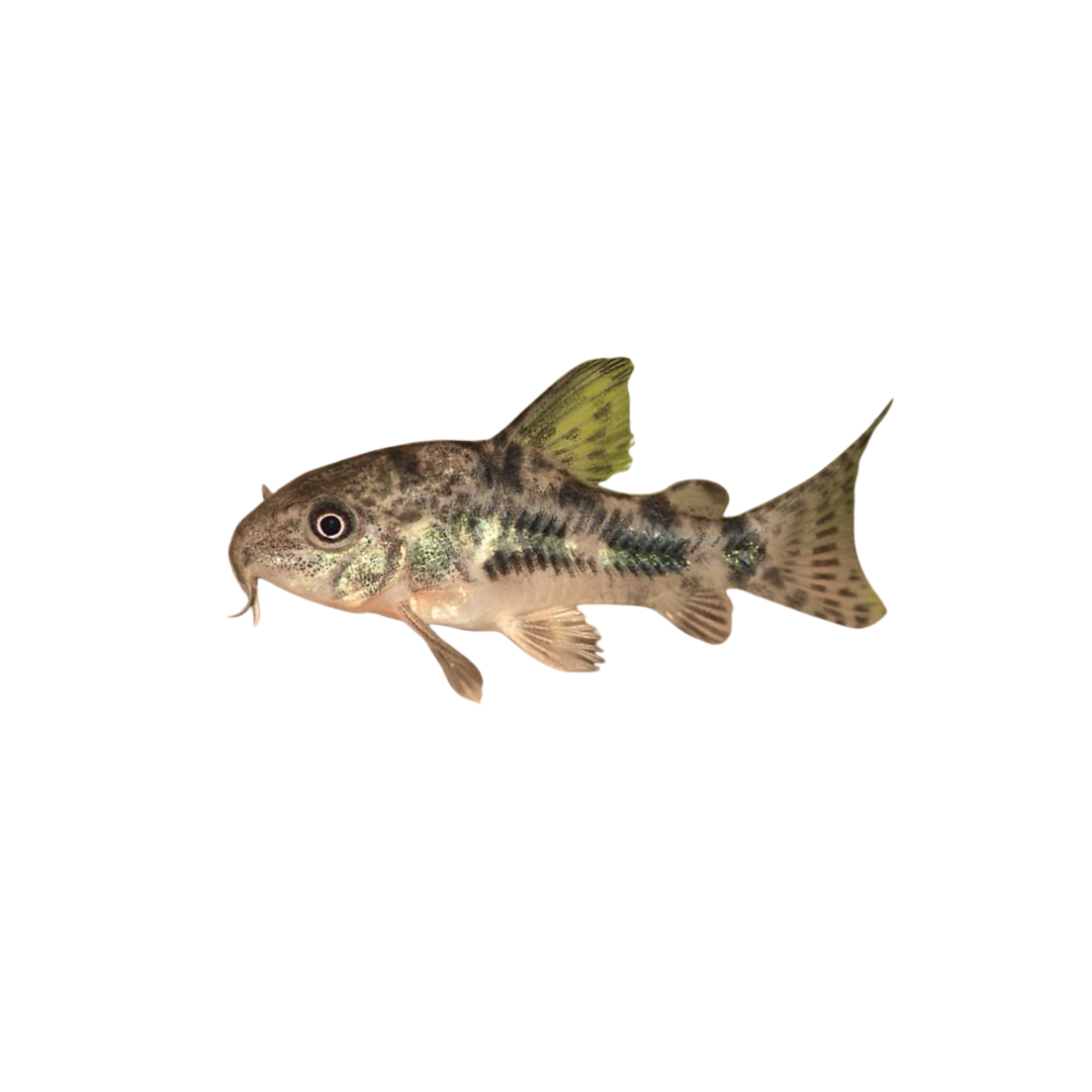 Peppered Corydoras - 4cm (Corydoras paleatus) (Live Fish)