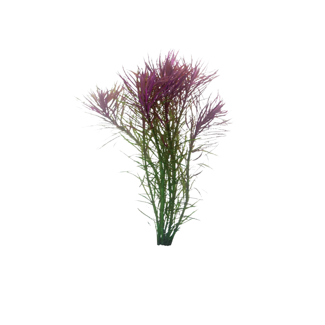 Pogostemon Stellatus - Bunch (Live Plant)