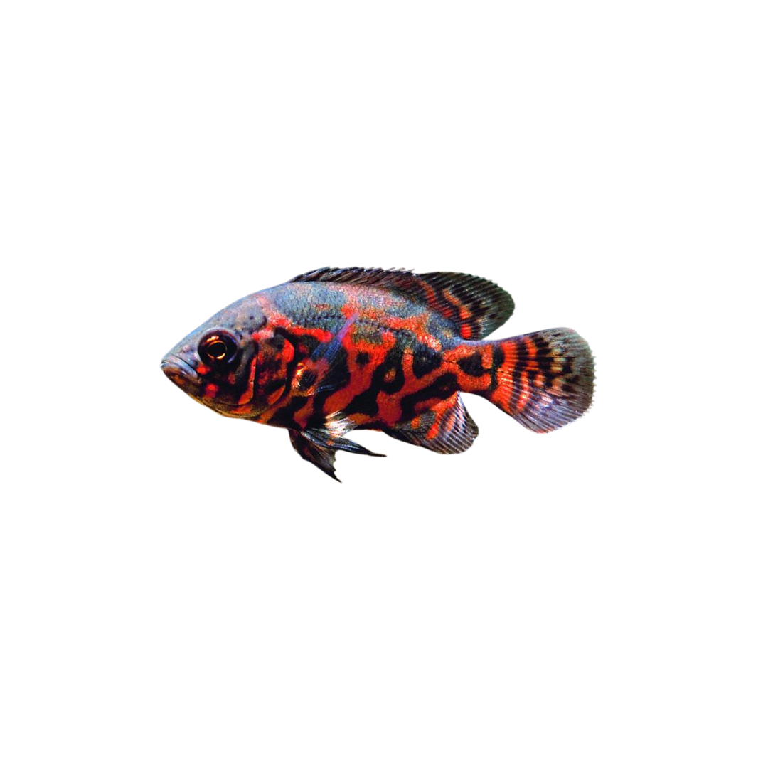 Red Tiger Oscar (Astronotus ocellatus) (Live Fish)