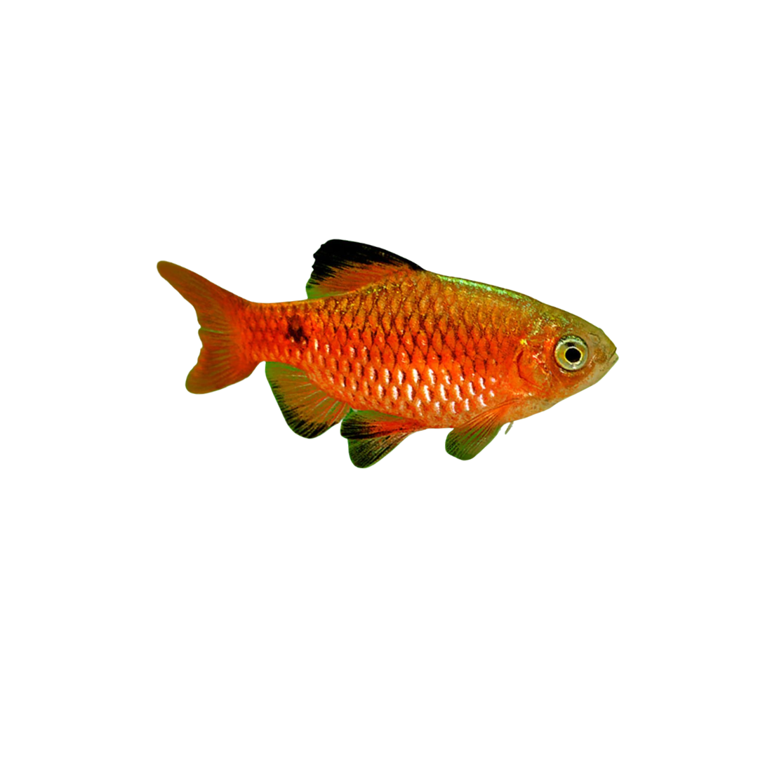 Chilli Rosy Barb - 6cm (Pethia conchonius) (Live Fish)