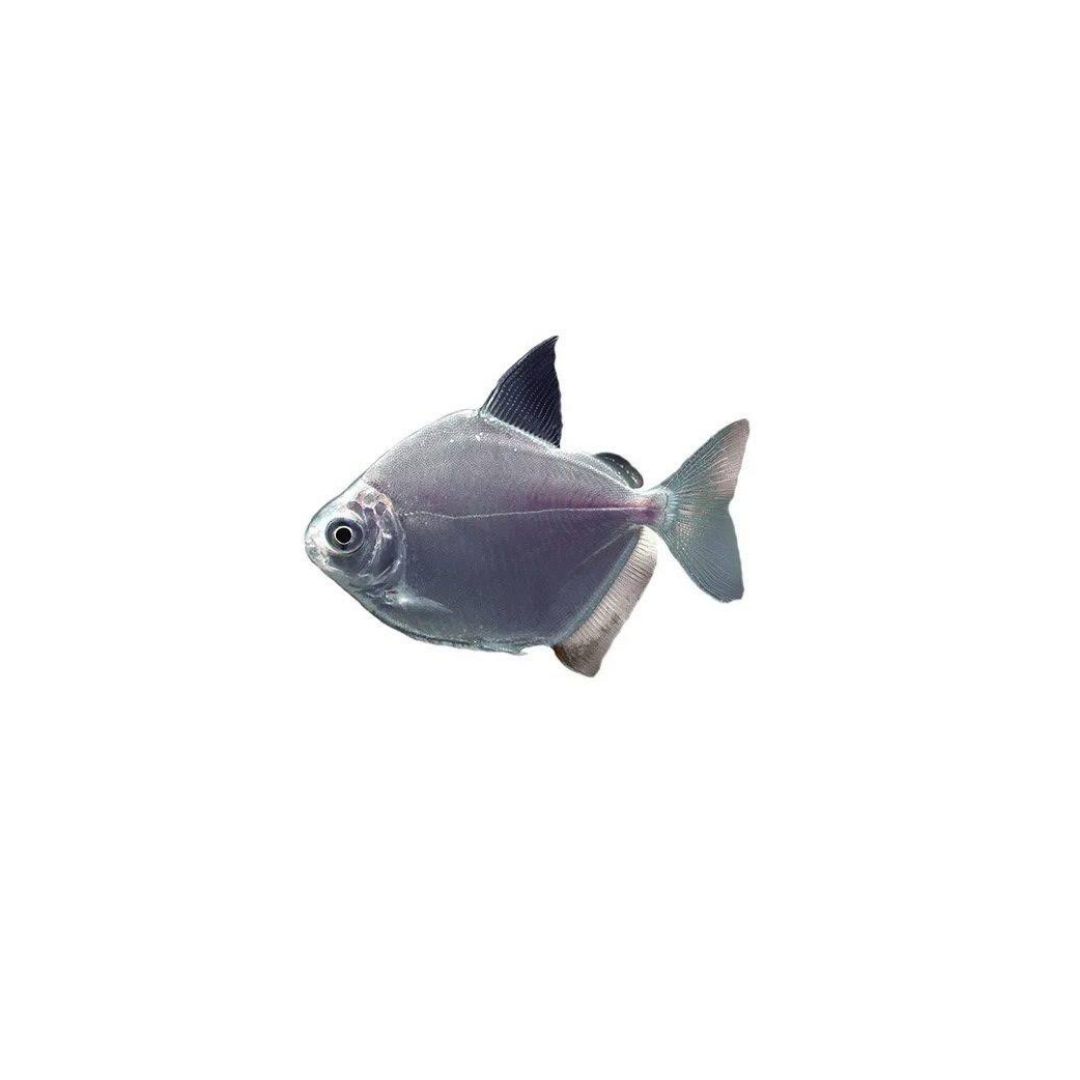Silver Dollar - 6cm (Metynnis argenteus) (Live Fish)
