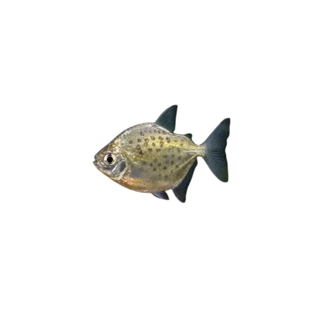 Spotted Silver Dollar - 4.5cm (Metynnis lippincottianus) (Live Fish)