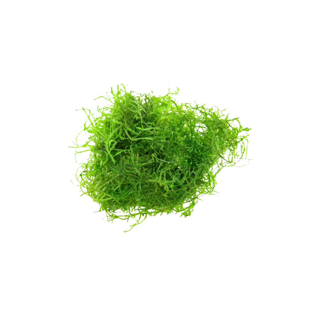 Stringy Moss (Leptodictyum riparium) (Live Plant)