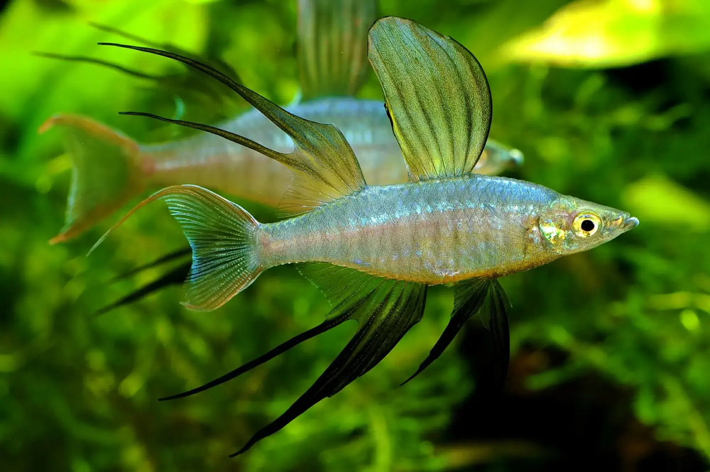 Threadfin Rainbowfish (Iriatherina werneri (3cm) - Home Bred