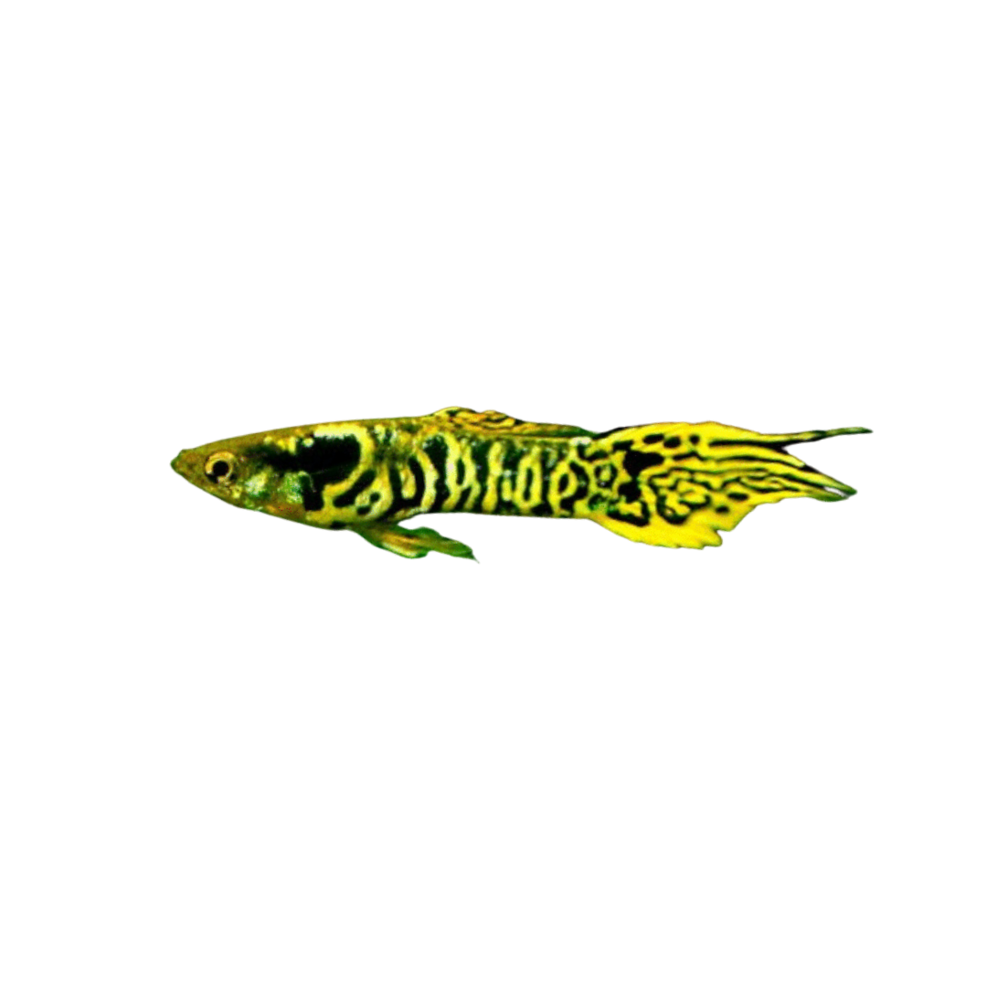 Tiger Endler - Male or Pair (Poecilia wingei) (Live Fish)