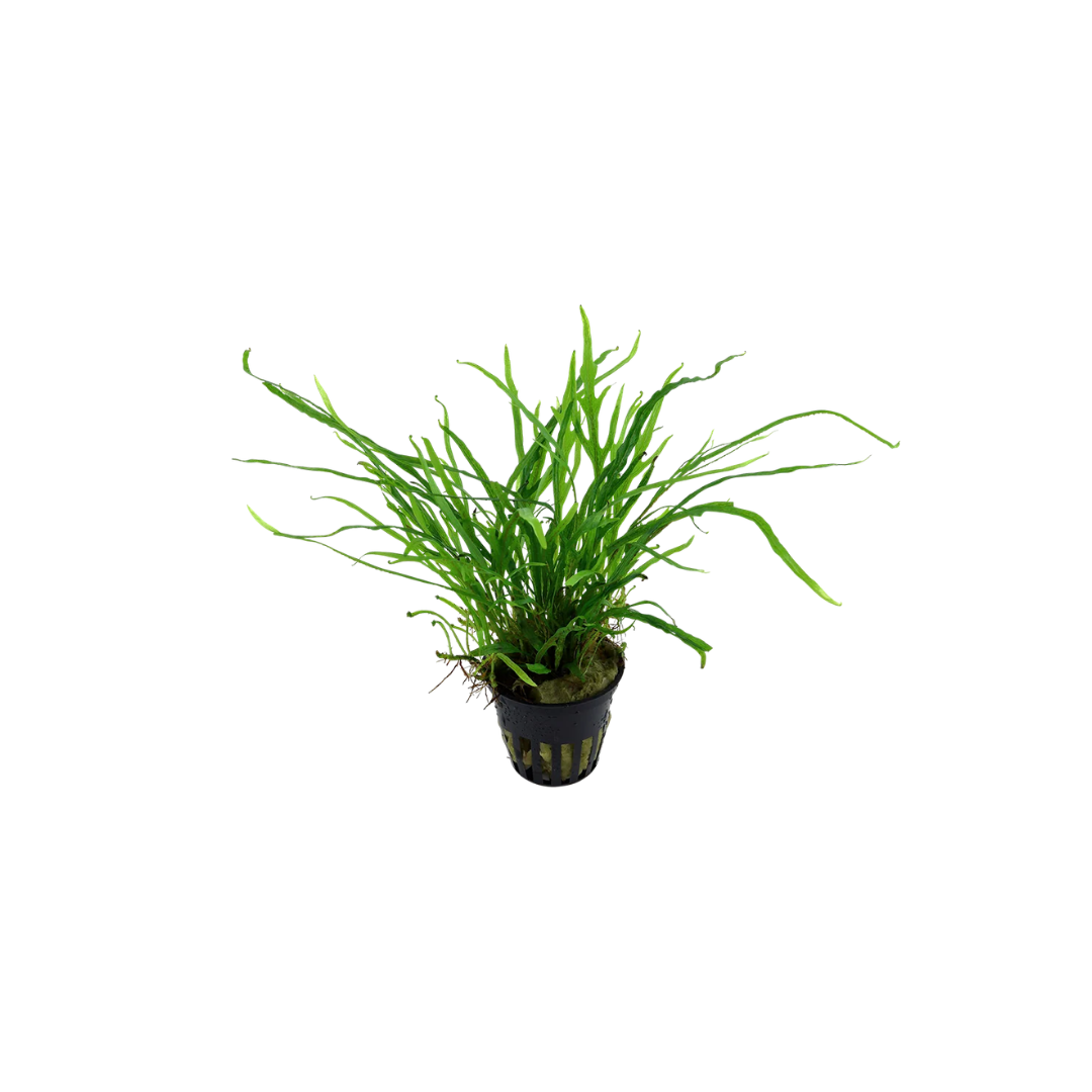 Java Fern 'Trident' (Microsorum pteropus 'Trident') (Live Plant)