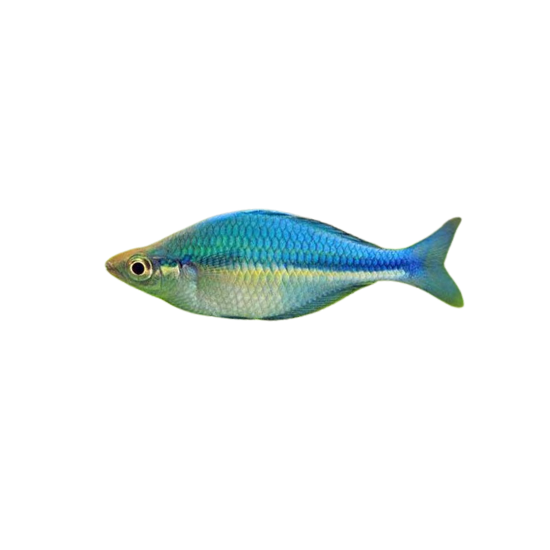 Turquoise Rainbowfish - 3cm (Melanotaenia lacustris) (Live Fish)