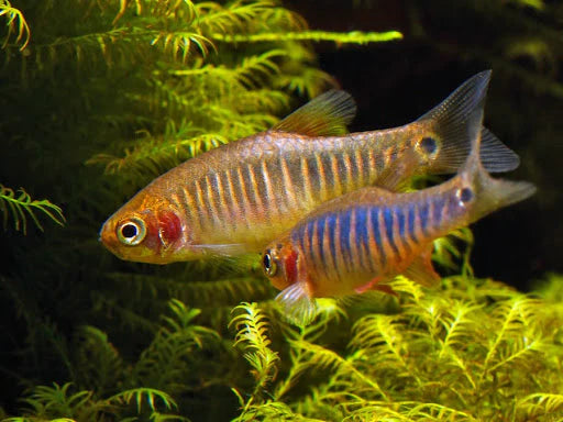 Emerald Rasbora - Home Bred