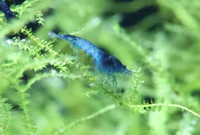 Blue Dream Shrimp - 2cm (Neocaridina davidi) (Live Shrimp)