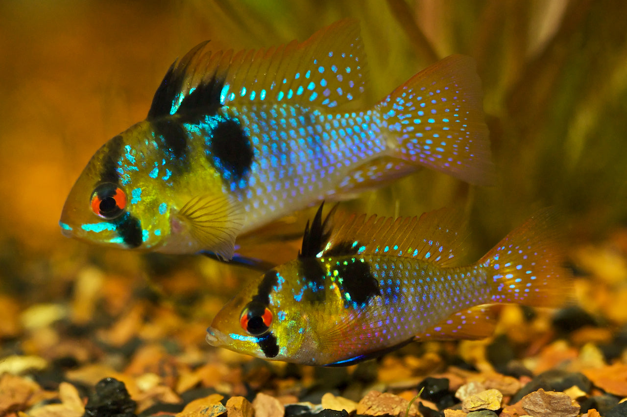 German Blue Ram – KeepingFishSimple