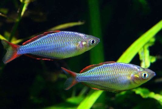 Dwarf Neon Rainbowfish (Melanotaenia praecox) - Home Bred