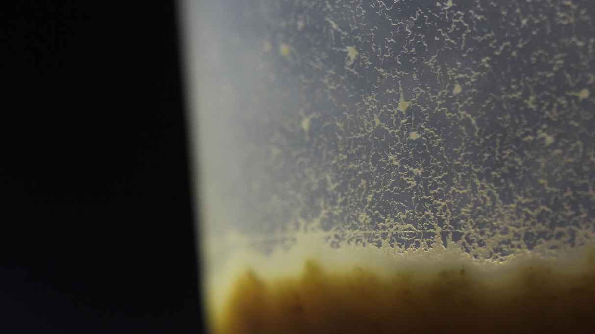 Micro Worm Starter Culture