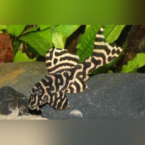 L333 King Tiger Pleco (LIMITED STOCK)