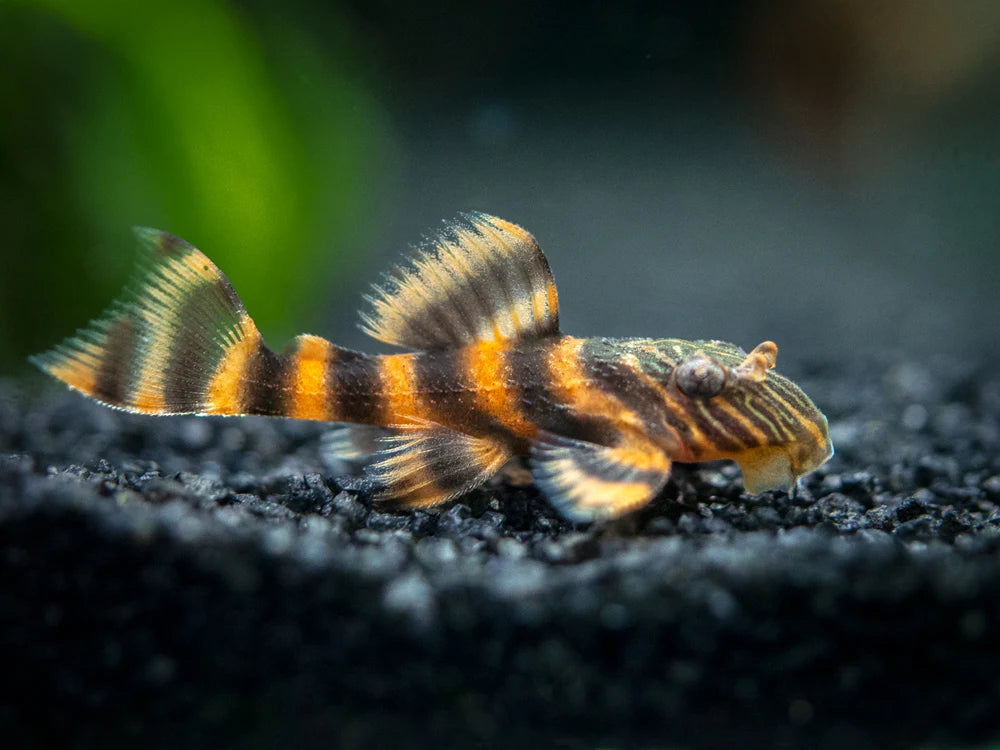 L397 Tiger Pleco (3-4cm) - Home Bred
