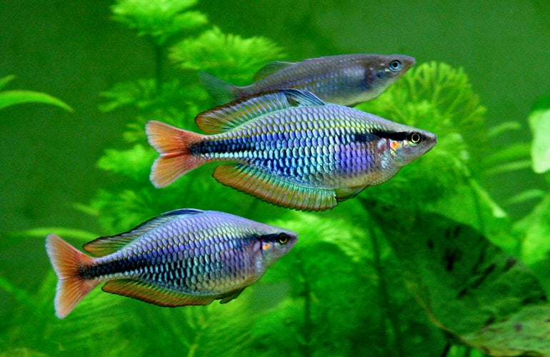 Painted Rainbowfish (Melanotaenia picta) (4cm) - Home Bred
