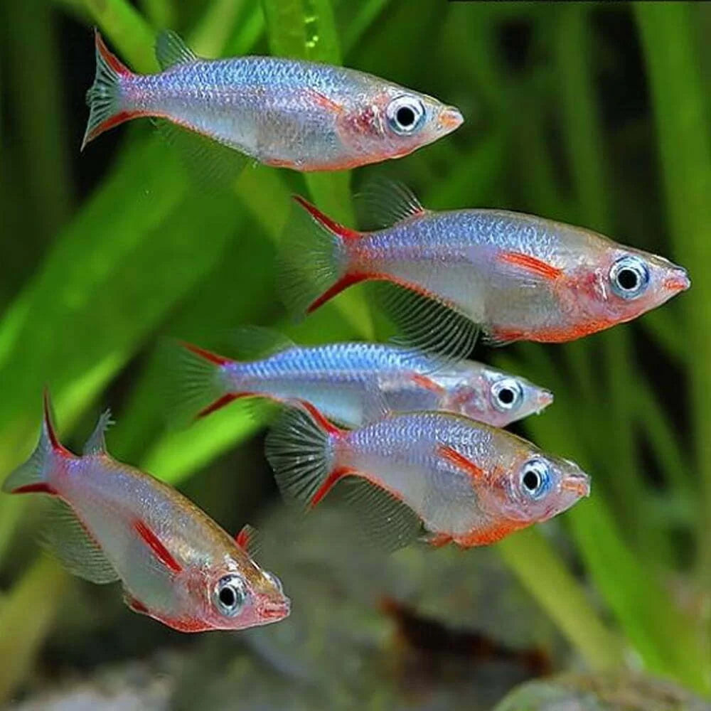 Daisy's Blue Ricefish - Home Bred