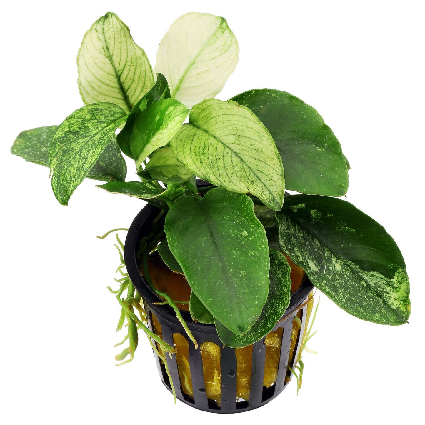 Anubias Nana "Pinto White" - One Stem (4-8 Leaves)
