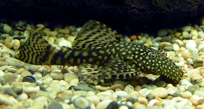 Bristlenose Pleco (3-4cm) - Home Bred