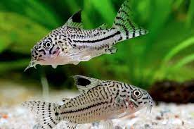 Julii Corydoras (3-4cm) - Home Bred