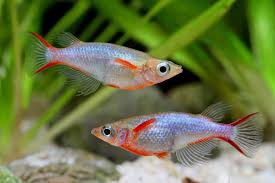 Daisy's Blue Ricefish - Home Bred