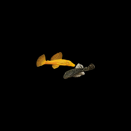 Bristlenose