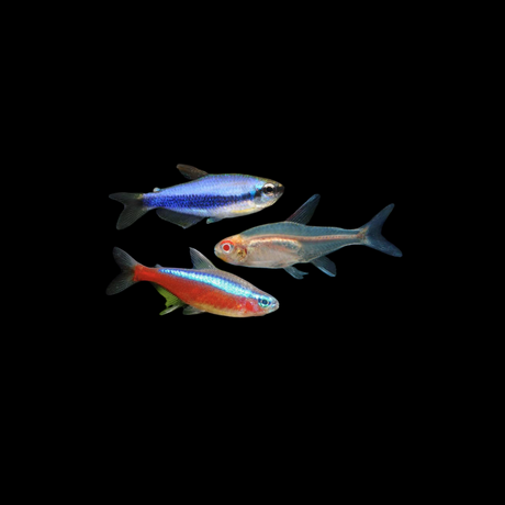 Tetras