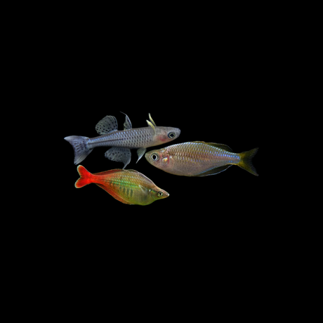 Rainbowfish