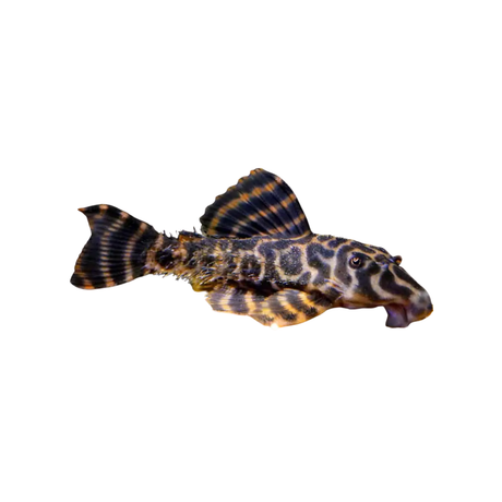 Plecos