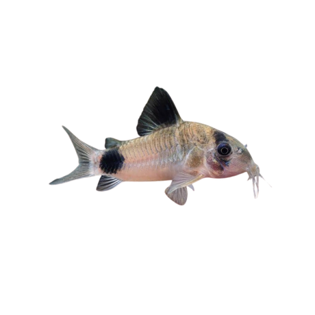 Corydoras