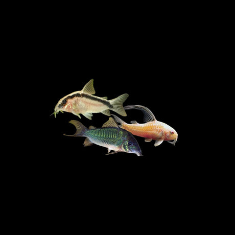 Corydoras