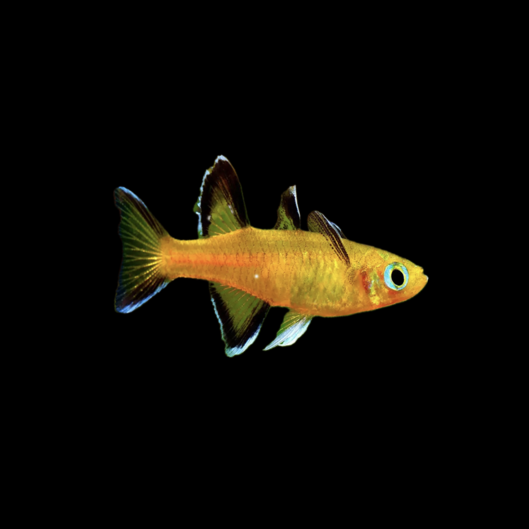 Honey Blue Eye (2cm)