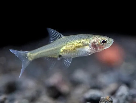 Burmese Rummynose Tetra