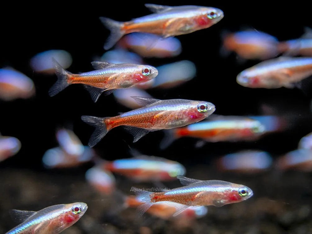 Albino Neon Tetra (2cm)