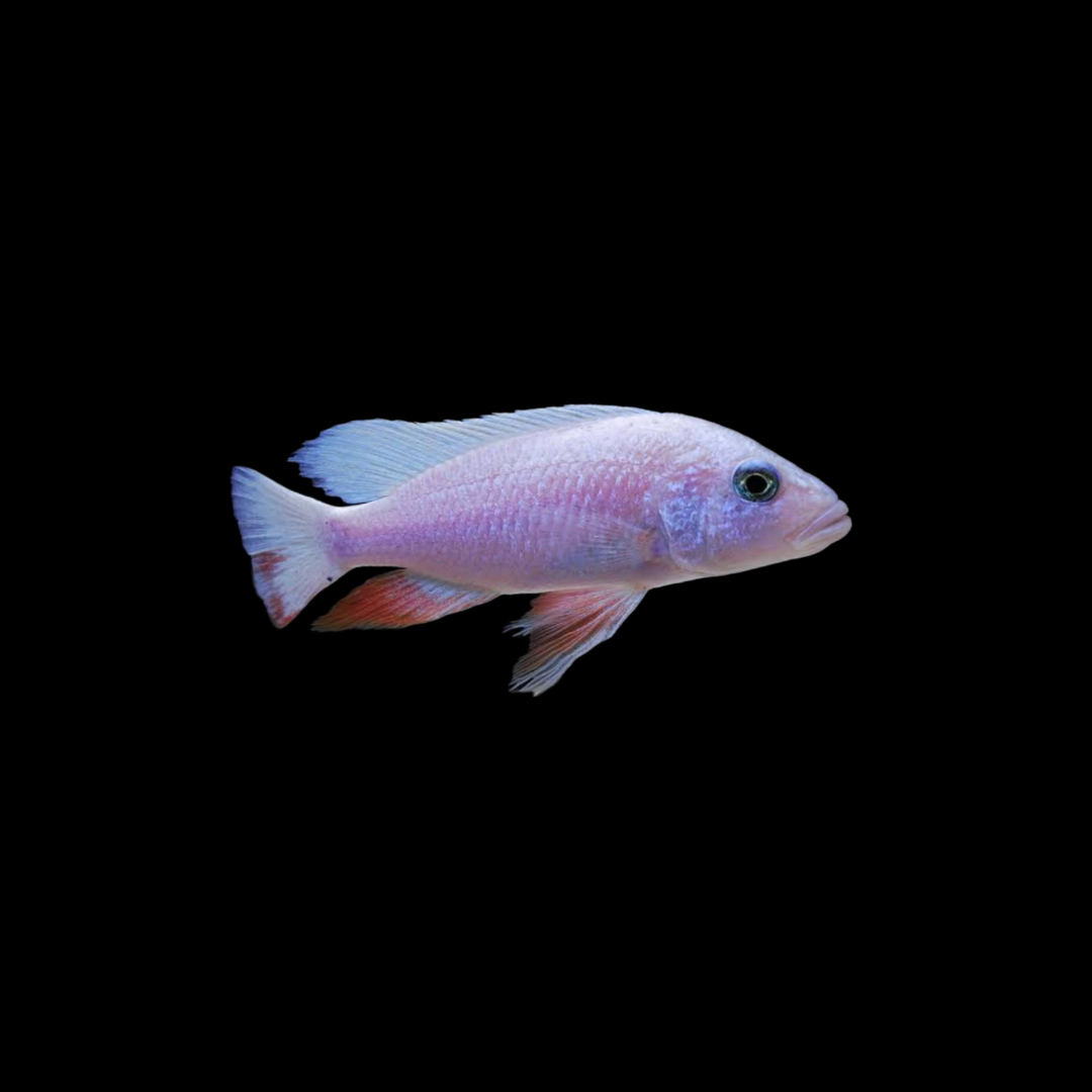 White Knight Cichlid (3-4cm)