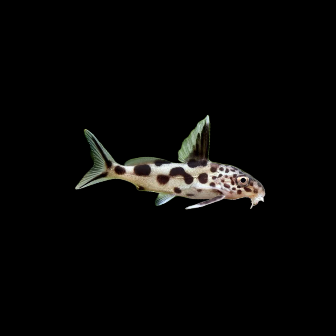 Cuckoo Cat (Synodontis Multipunctatus)