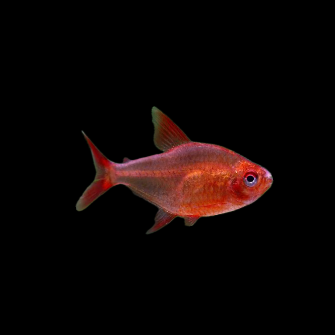 Red Cherry Mzuel Tetra