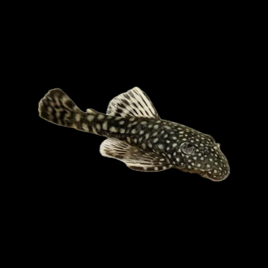 Common Bristlenose Pleco (3-4cm)