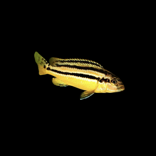 Golden Mbuna (Melanochromis Auratus)