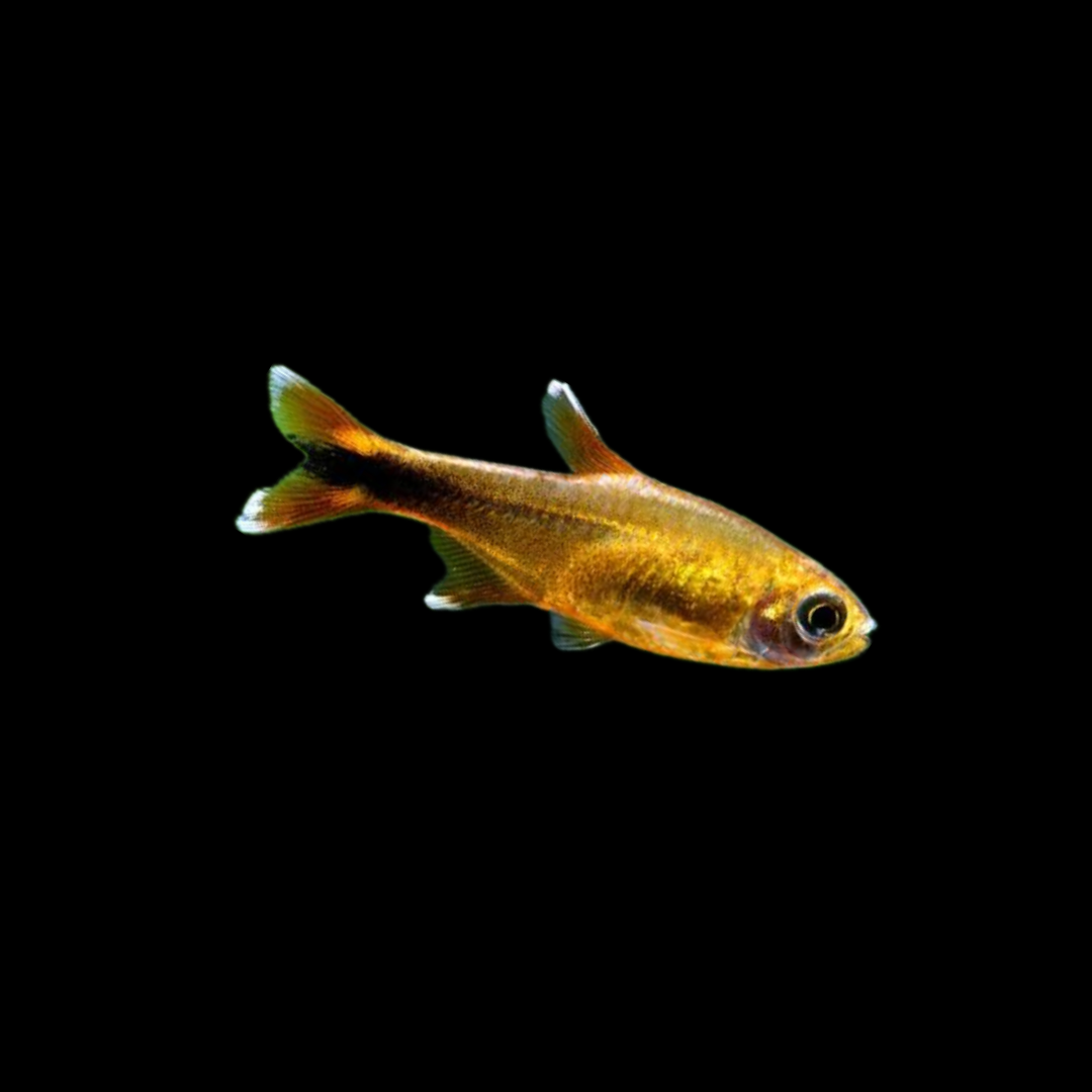 Silver Tip Tetra