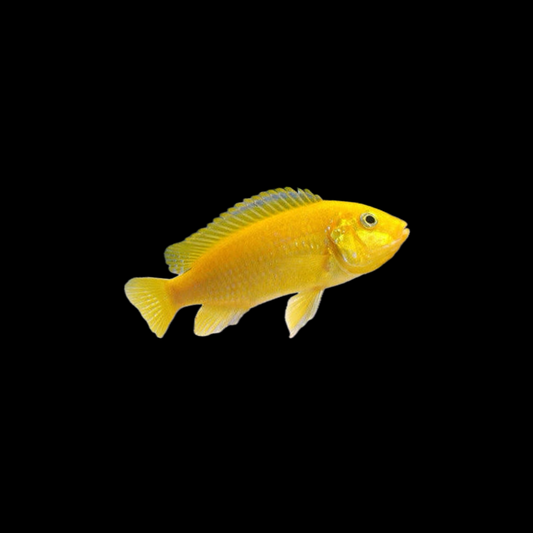 Electric Yellow Cichlid