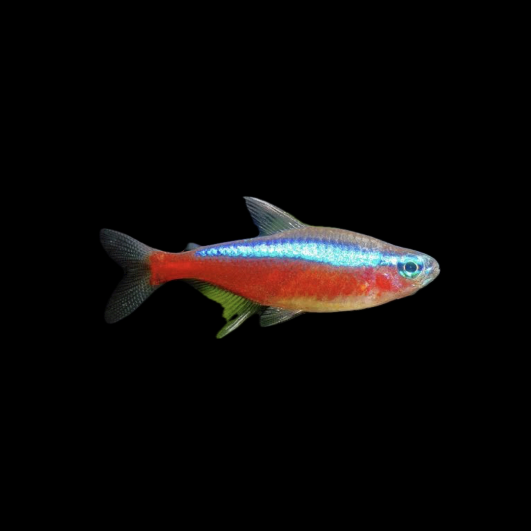 Cardinal Tetra (2cm)