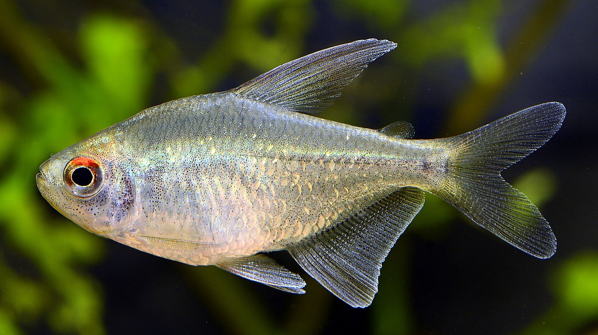 Diamond Tetra (2cm)